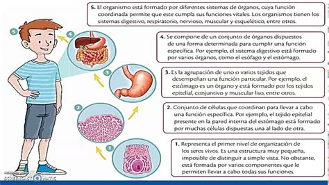 Niveles De OrganizaciÓn De Los Seres Pluricelulares Youtube