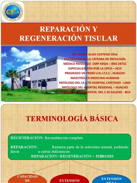 Reparación Y Regeneración Tisular Pdf Regeneración Biología