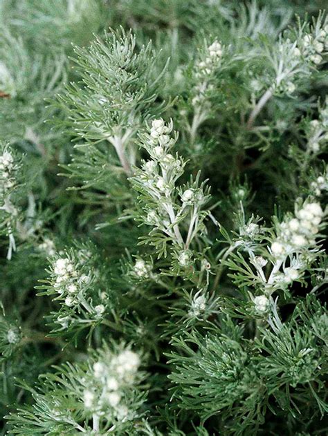 Artemisia foliage ranges from a pale grey to silver, a great accent plant. Artemisia
