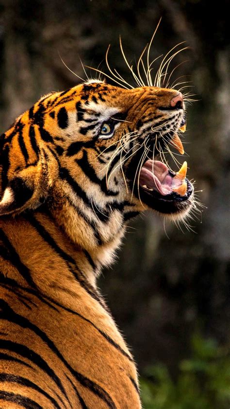 We have 66+ amazing background pictures carefully picked by our community. Tiger Roar Animal Wild Wildlife Orange 4K Wallpaper - Best ...