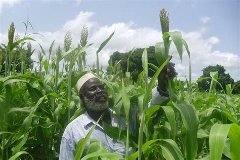 Sorghum And Millet Taat Empowers Farmers To Increase Yields Smart Food