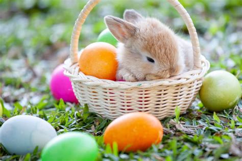 Cute Bunny In The Basket And Easter Eggs In The Meadow Stock Photo