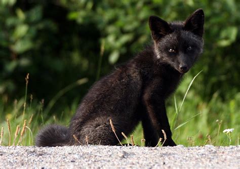 The Rare Beauty Of Black Foxes 15 Pics Bored Panda