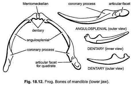 Endoskeleton of Indian Frog (With Diagram) | Chordata | Zoology