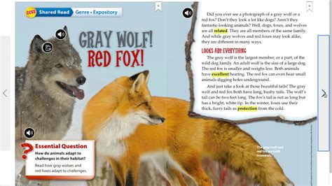 Gray Wolf Red Fox Youtube