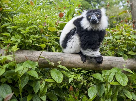 Yoda The Black And White Ruffed Lemur Dudley Zoo And Castle