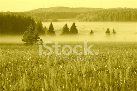 Grassland And Woods In Fog Stock Photo Royalty Free Freeimages