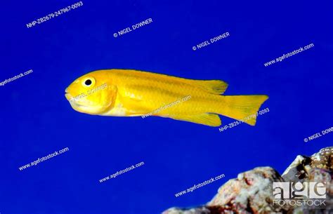 A Yellow Clown Goby Or Okinawa Goby Gobiodon Okinawae Swimming In An