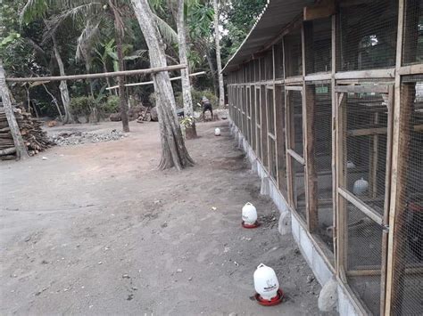We did not find results for: 5# Cara Ternak Ayam Bangkok Bagi Pemula