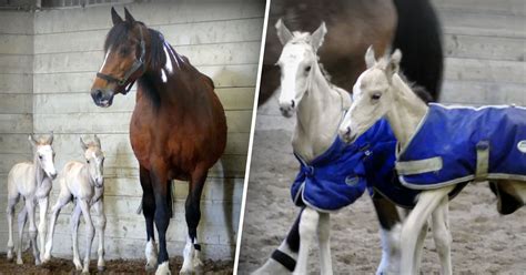 Horse That Gave Birth To Identical Twins Has Another Set Of Twins 18