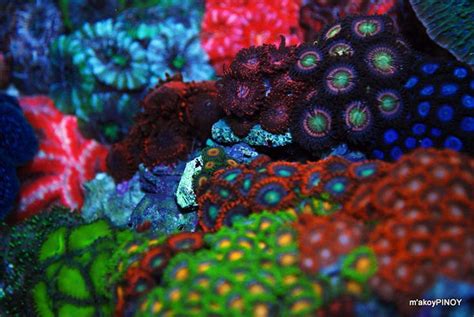 Zoanthids Variety Pack Nano Aquarium Marine Aquarium Reef Aquarium