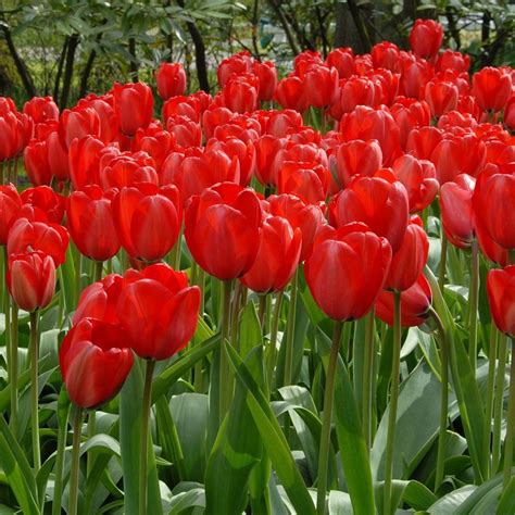 Tulip Red Flower Ubicaciondepersonascdmxgobmx