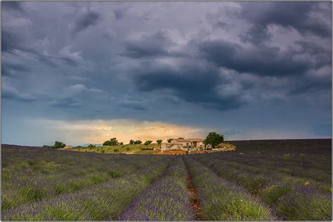 Oak trees, pines, wheat and oat fields, and of course lavender. Plateau de Valensole Foto & Bild | europe, france, provence-alpes-côte d'azur Bilder auf ...