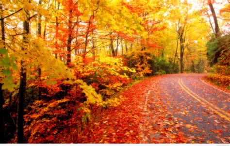 Autumn Leaves Background Hd