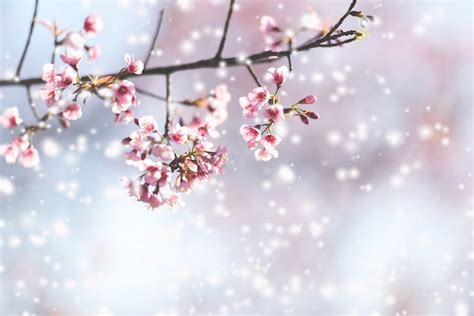 Premium Photo Wild Himalayan Cherry Blossom Beautiful Pink Sakura