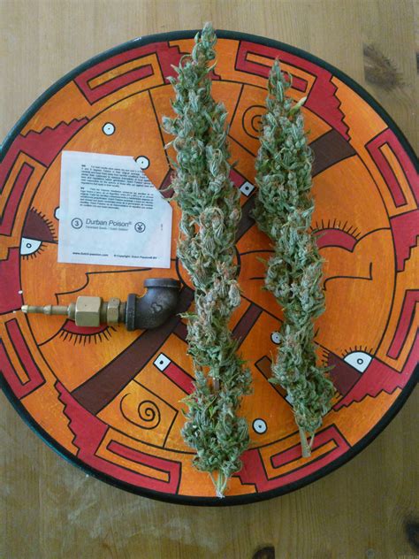 durban poison dutch passion cannabis strain gallery
