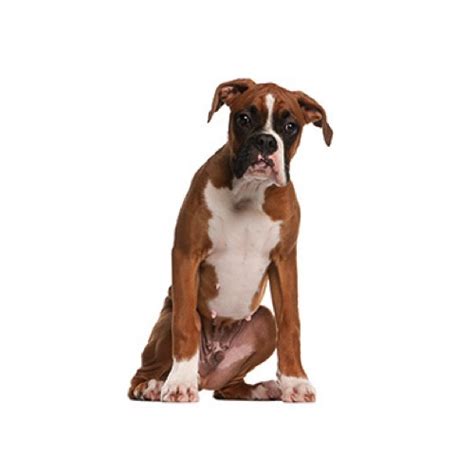 Above you will find the latest boxer puppies which we have for sale. Boxer Puppies - Petland San Antonio