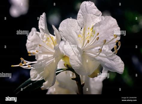 Rhododendron Cv White Lady Ericaceae Evergreen Azalea Kaempferi
