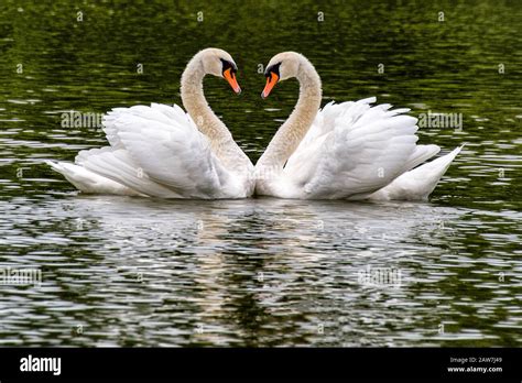 Two Swans Making A Heart Hi Res Stock Photography And Images Alamy