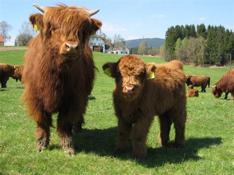 About Animals Highland Cattle