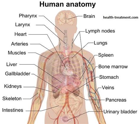 In organs numerous tumor nodes round in shape are revealed, often with a dip in. Kidney location, function- where are the kidneys located ...