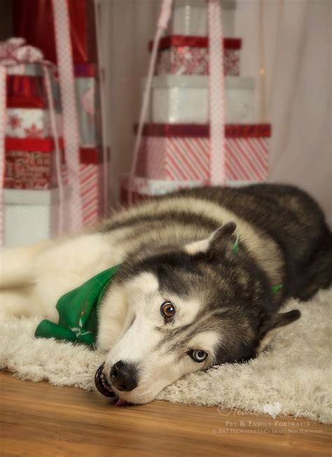 Christmas Huskies By Heart Spot In Braselton Ga Husky Siberiano