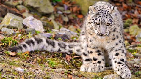 Snow leopard wallpaper offre la stessa immagine dello sfondo desktop dei mac os x 10.6, in un formato ottimizzato per dispositivi iphone, ovvero con risoluzione di 320x480 pixel. Snow Leopard Wallpapers HD - Wallpaper Cave