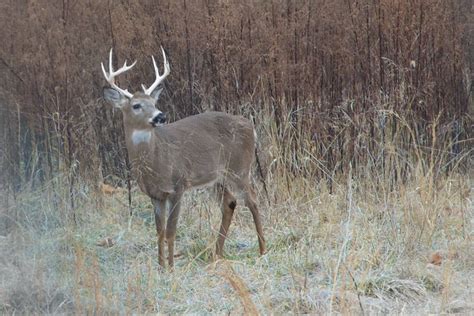 Ten Point Buck At Valley Forge Flickr Photo Sharing