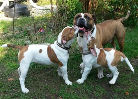 Their coat is low maintenance and comes in a lot. Old-English-Bulldog Rasseportrait | markt.de