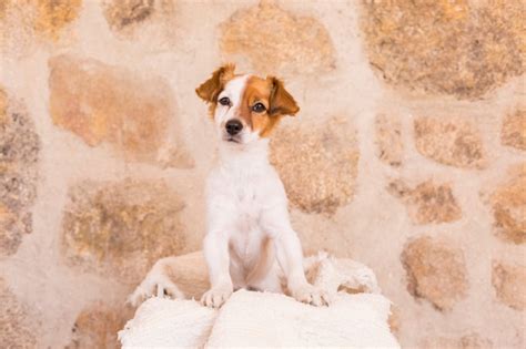 Lindo Perro Joven Posando En Una Caja De Madera Blanca Y Mirando A La