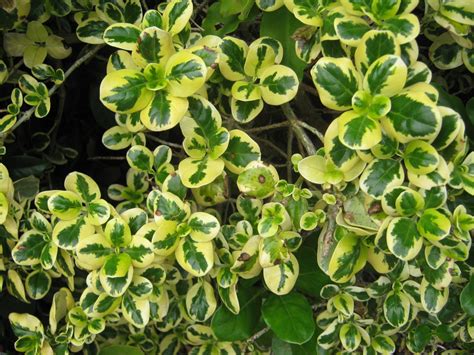 Garden crossings online garden center offers a large selection of ninebark plants. NZ SMALL TREES - The Trees & Flowers of Whangarei.