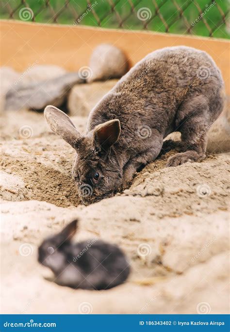 Gray Bunny Digging Little Rabbit Is In Foreground Stock Photo Image