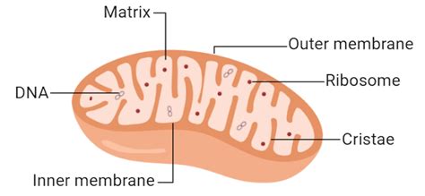 The Structure And Function Of Mitochondria Are Elaborated Belowwhat Is