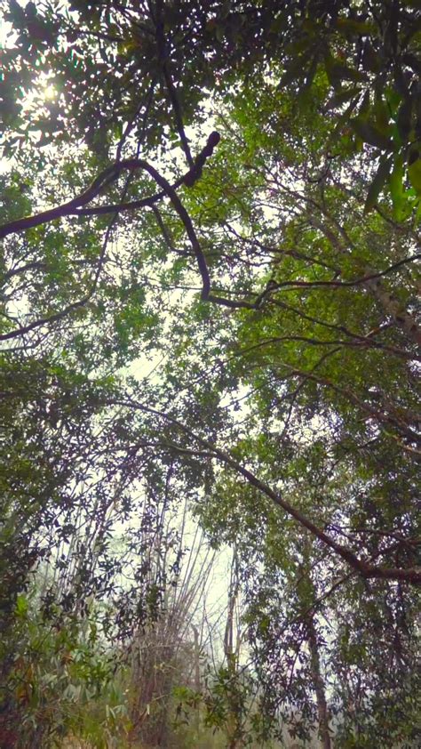 Discover Mamalakandam, an unexplored hidden gem in Ernakulam