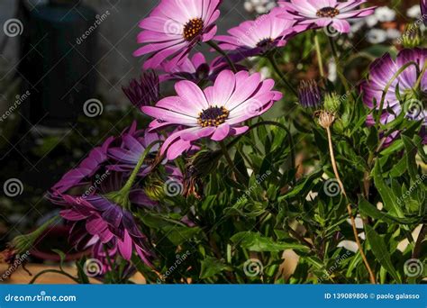 Violet Flowers Macro Shot Stock Photo Image Of Macros 139089806