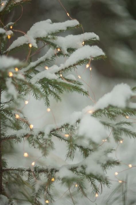 Snowy Pine Tree Branch Decorated With Christmas Lights Vánoční Tapety
