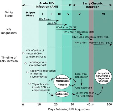 Timeline Of Cns Invasion In Acute Hiv Hiv Infection Travels From
