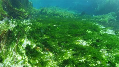 Freshwater Scenery Underwater Plants In Stock Footage
