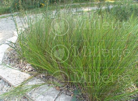Photo Of Carex Bicknellii Prairie Sedge Ornamental Grass