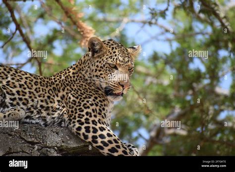 A Photograph Taken Of A Leopard Resting In A Tree In The Serengeti