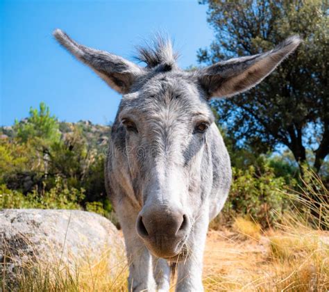 Funny Image Of A Beautiful Gray Donkey Surrounded By Nature Stock Image