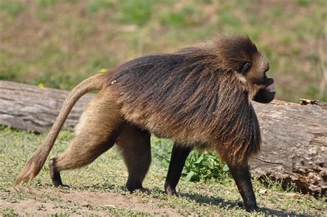 51 Dos Animais Exóticos Mais Bonitos Da Terra Mdig