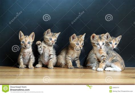 Five Cute Cats Stock Image Image Of Wooden Cats Fuzzy