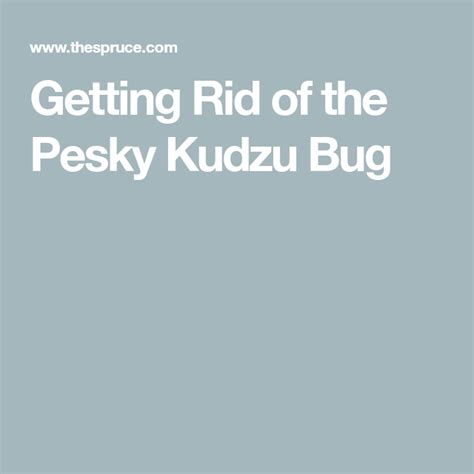 How To Effectively And Safely Kill Kudzu Beetles And Protect Your