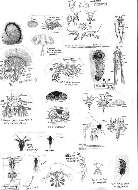 Freshwater Zooplankton Identification Guide