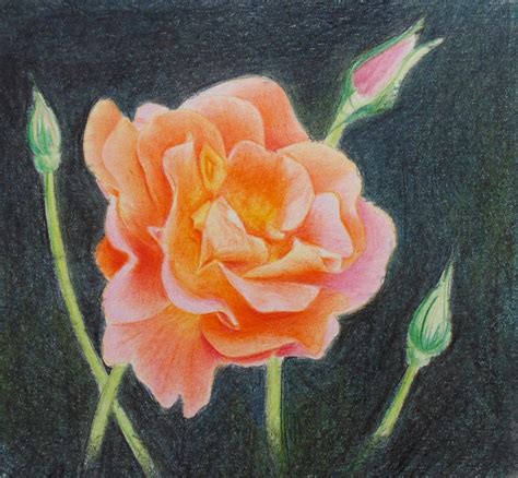 flowers drawing with color pencil best flower site