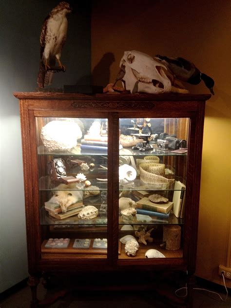 Curiosity Cabinet The University Of Colorado Museum Of Natural History