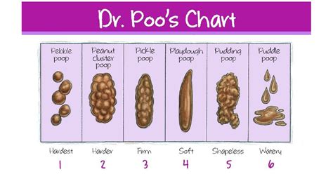The Scoop On Comfortable Poop By Dr Poo Ask Dr Sears