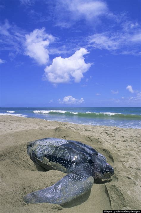 Leatherback Sea Turtles The Largest Turtles In The World