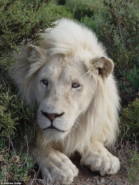 Many Means White Lions South Africa